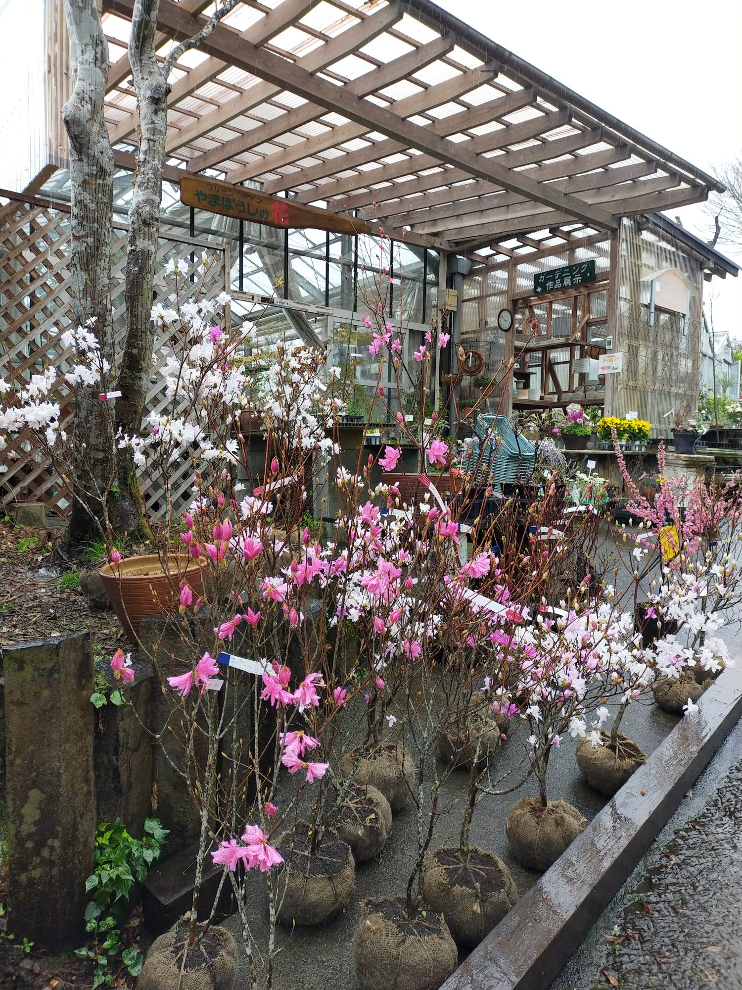 珍しいミツバツツジ入荷しました | 富士市の造園・エクステリア | 富士庭苑